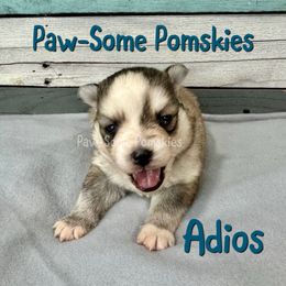 Adios - Silver and white male Pomsky puppy in Krum, Texas from Paw-Some Pomskies