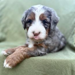 Churro (orange collar) - Blue merle male Bernedoodle puppy in Colorado Springs, Colorado from Mercy Mountain Bernedoodles