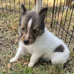 Buster - White and sable male Shetland Sheepdog puppy in Caldwell, Texas from Candyce Witte