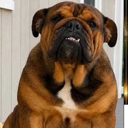 Coco - Bulldog