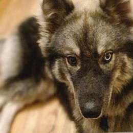 Siberian Huskies from Regal Huskies of the Carolinas