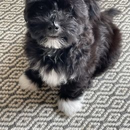 Havanese Puppies from Moulder Havanese