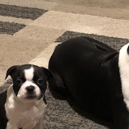 Boston Terriers from Saltese Acres Boston Terriers