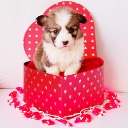 American Corgi and Pembroke Welsh Corgi Puppies from Whimsical Treasure Corgis