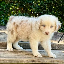 Phoenix Stilwell - Red merle male Australian Shepherd puppy in Statesville, North Carolina from Charming Australian Shepherds