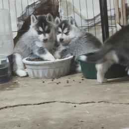 Siberian Husky Puppies from Spirit of the Moon Siberians