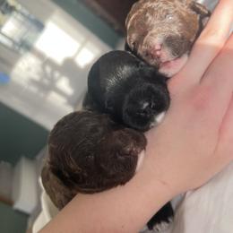 Portuguese Water Dog Puppies from Cornerstones Porties