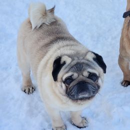 Malchik  - Pug (Non-standard)