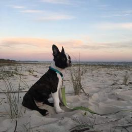 Boston Terrier and Golden Retriever All Grown Up from Melissa Holifield
