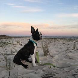 Boston Terrier and Golden Retriever All Grown Up from Melissa Holifield