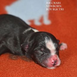Mr Crabs - Black tri male Miniature Australian Shepherd puppy in Patterson, North Carolina from DreamLine Aussies