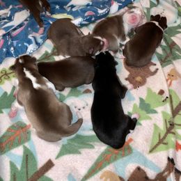 Siberian Husky Puppies from Myths and Legends Siberian Huskies