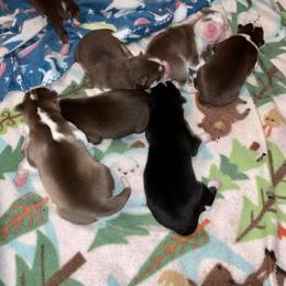 Siberian Husky Puppies from Myths and Legends Siberian Huskies