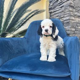 Green collar male - Black and white male Cocker Spaniel puppy in Bonsall, California from CuttinBlue Farms