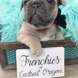 French Bulldog Puppies from Frenchies Of Central Oregon