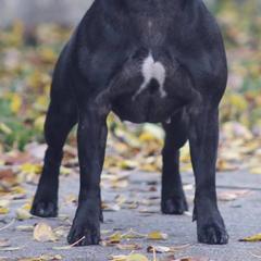 Staffordshire Bull Terriers from Dyna Staffs