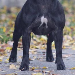 Staffordshire Bull Terriers from Dyna Staffs