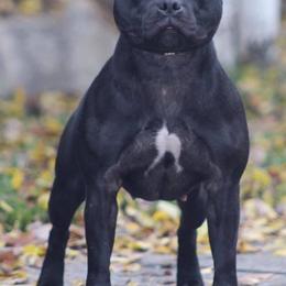Staffordshire Bull Terriers from Dyna Staffs