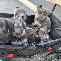German Shepherd Puppies from Combat Creek German Shepherds