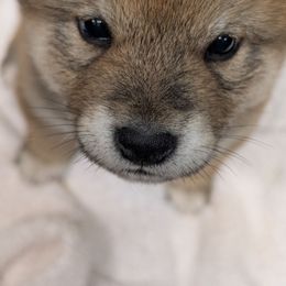 Red male - Red male Shiba Inu puppy in Warren County, New Jersey from Yellow Gate Kennel