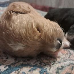Girl 2 - female Golden Mountain Doodle puppy in Northumberland, Pennsylvania from Light and Life Doodles