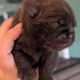 Tanner - Chocolate male Shih Tzu puppy in Claxton, Georgia from Small Pawz Shih tzu