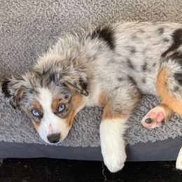 Miniature Australian Shepherd Puppies from Keldrew Ranch Miniature & Toy Australian Shepherds