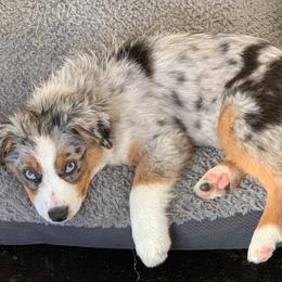 Miniature Australian Shepherd Puppies from Keldrew Ranch Miniature & Toy Australian Shepherds