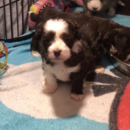 Aussiedoodle Puppies from Ohana Companions