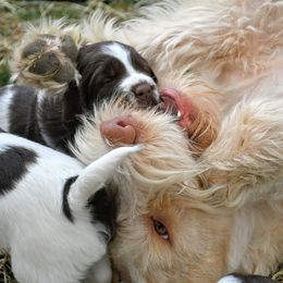 Drentsche Patrijshond and Spinone Italiano Puppies from Two Gun Kennels