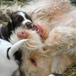 Drentsche Patrijshond and Spinone Italiano Puppies from Two Gun Kennels