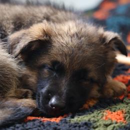 German Shepherd Puppies from di Casa Ortiz German Shepherds