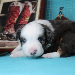 Boy 2 - Blue merle male Miniature American Shepherd puppy in Elgin, Oregon from LongMile Aussies