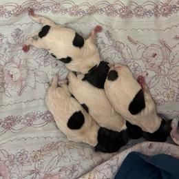 Pup B - White black and tan male Toy Fox Terrier puppy in Clermont, Florida from Debbie Hiles's Toy Fox Terriers