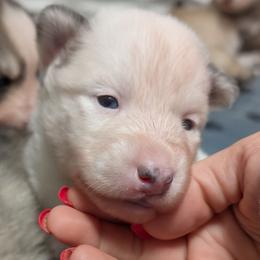 Hailey Blue eyes - Tri-color female Pomsky puppy in Hurleyville, New York from My Crazy Pomskys
