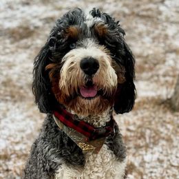 Blu - Bernedoodle