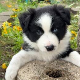 Rex - Black and white male Border Collie puppy in Dorr, Michigan from Pineview Farm