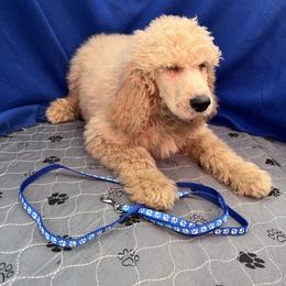 Blue - Cream male Poodle puppy in Mauston, Wisconsin from Quiverfull Acres