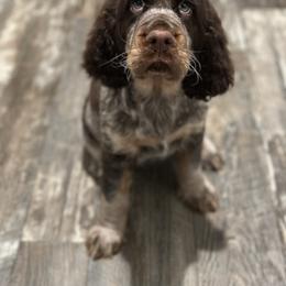 English Springer Spaniel Puppies from Willow Creek Farms