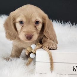 Charlie - Cream male Dachshund puppy in Smallett, Missouri from Doxie Holler