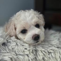 Girl - White female Bichon Frise puppy in Freehold, New Jersey from Michael & Nataliya's Pups