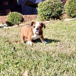 Piper - Red female Bulldog puppy in Ben Lomond, Arkansas from Miesha Carver's Bulldogs