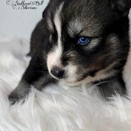 Siberian Husky Puppies from SouthernBell Siberian's