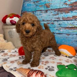 Westin - Red  male Poodle puppy in Lebanon, Missouri from Perkins Pups