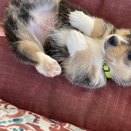 Pembroke Welsh Corgis from The Hallway Farm