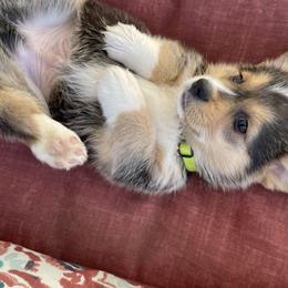 Pembroke Welsh Corgis from The Hallway Farm