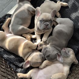 French Bulldog Puppies from Love & Frenchies LLC