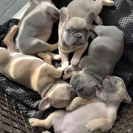 French Bulldog Puppies from Love & Frenchies LLC