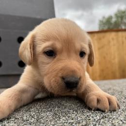 Yeller - Yellow male Labrador Retriever puppy in Richfield, Utah from Stormy River Retrievers