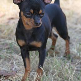 Tinkerbell - Black and red female Chihuahua puppy in Seneca, Missouri from Stephanie’s Puppy Colony
